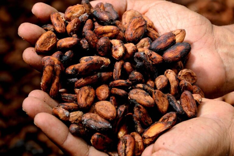 mani con fave di cacao